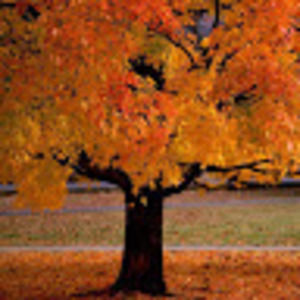 Meet your Posher, Alison